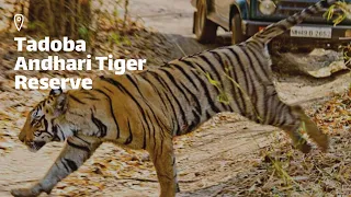 Tadoba Andhari Tiger Reserve Experience (Marathi) | Tadoba Experience | My First Tiger Sighting