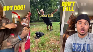 Grumpy Dogs knox doberman tiktok Compilation 🔴| Dog Video 2023 | suavexavie - 8