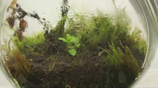 Ewiges Terrarium - 2 Wochen