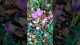 Безвременник осенний - распускается осенью, когда другие цветы увядают