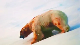 POLAR BEAR WON THE BATTLE, BUT WAS IT WORTH IT?