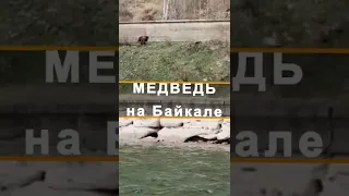 Медведь около Байкала на КБЖД #Shorts