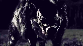 BOAR Trailer (2016) Pig Horror