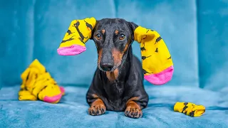 Sock Factory Heist! Cute & Funny Dachshund Dog Video!
