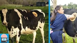 Diese Landwirte bohren Löcher in Kühe. Der Grund dafür wird dich umhauen!