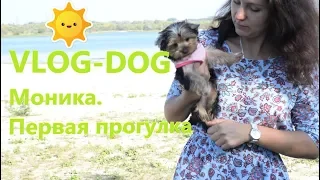 VLOG-DOG/Йорк Моника, первая прогулка