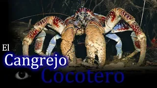 El Cangrejo cocotero: El cangrejo terrestre más grande que existe.