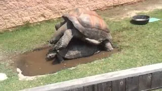 Turtle hump