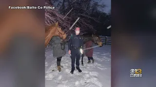 Baltimore County Police Rescue 2 Loose Horses During Snowstorm