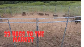 NEW RECORD wild hog sales! Plus your Sunday morning wild hog market report with Muddyfeet