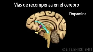 Mecanismo de la Adicción a las Drogas en el Cerebro, Animación. Alila Medical Media Español.
