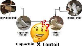 #hybrid_pigeon | Part-1| Fantail cross with Capuchin | Next part- There baby cross with mukhee |