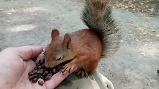 Кормлю очередную белку / Feeding another squirrel