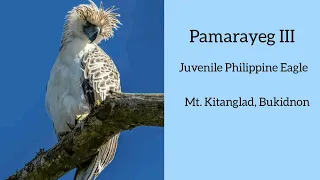 Pamarayeg III |Philippine Eagle