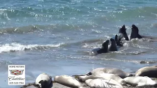 Elephant Seals San Simeon Rookery