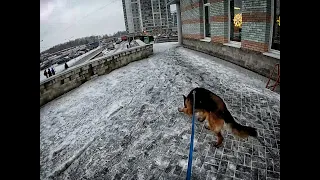 работа собаки по запаху - городской след