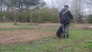 SKY THE GSD - SEND OUT & CALL OFF - FOCUSED HEEL & IMPULSE CONTROL.