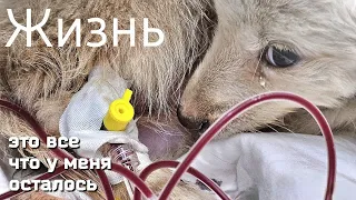 😱Ночью в приют привезли умирающего шенка / клиники не взяли малышку на лечение / help save the puppy