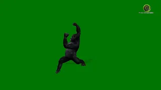 Gorilla Dancing Green Screen HD