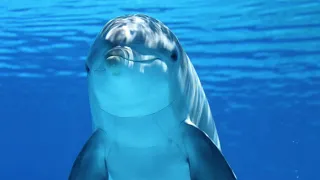 Classic Dolphin Sound Effect: Dolphin Sounds