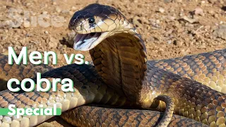Dangerous confrontations with cobras I SLICE