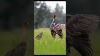 Sarus cranes may live up to 42 years in captivity. subscribe and like for more