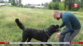 Вірять у перемогу: родина переселенців у Луцьку змушена була віддати пса у тимчасовий прихисток