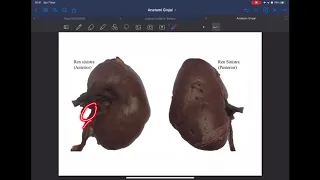 [Anatomy the MOVIES] Anatomi Urinaria