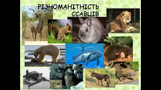 Різноманітність ссавців