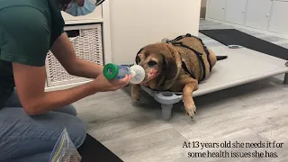 Training Honey Bear to use her doggie inhaler