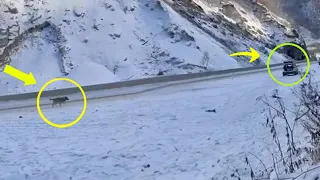 In a snowy canyon, a crying mama dog chased cars for help for her endangered puppy