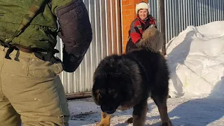 кавказская овчарка на защите.