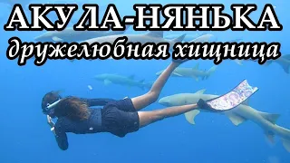 АКУЛА-НЯНЬКА - Дружелюбная хищница