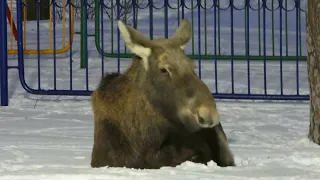 2024/2/23, ок. 18.00:  Полуконтактная лосиха (ей 1 г. 9 м.) лежит во дворе дд. 28 и 30 по ул. Ленина