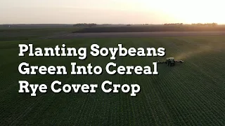 Planting Soybeans Green Into Cereal Rye Cover Crop - Practical Cover Croppers