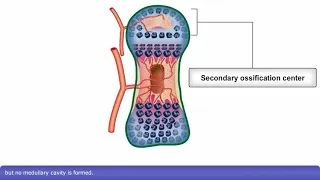 Osteogenesis: Endochondral Bone Formation