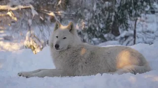 Gray Wolf Basks in Snowy Sunset