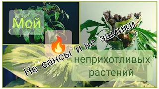 Топ🔥🔥🔥неприхотливых, но очень эффектных комнатных растений /не сансивиерии и не замиокулькас 😉😀