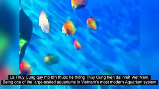 Phu Quoc Aquarium 2020 - the large-scaled aquariums in Vietnam’s most modern Aquarium system