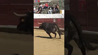 El Toro Destroza la Plaza en 30 Segundos