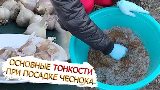 Основные правила посадки чеснока на зиму. Как посадить чеснок легко и просто!