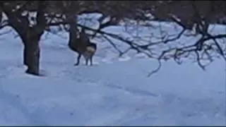 Roe-deer with a broken leg