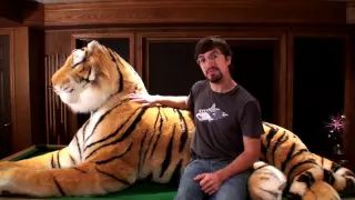 🌿🐅 Amazing Life Size Stuffed Bengal Tiger! -  11 Feet Long From Paw to Tail!