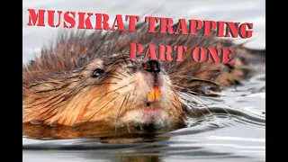 Muskrat trapping- Muskrat Madness #3 (Part 1)