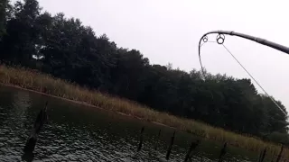 INSANE - Fly fishing for carp