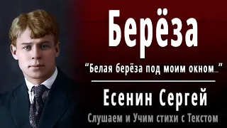 Сергей Есенин "Берёза" (Белая берёза под моим окном...) - Слушать и Учить аудио стихи