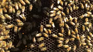 Beekeeping - New Queen in 'Blue' Hive