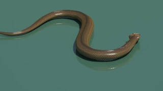 3d model cobra snake test animation