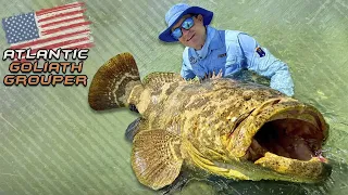 Gábor Döme – Big Game Fish of American Wild Waters - Goliath Grouper