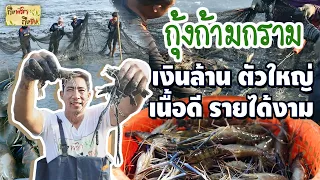 กุ้งก้ามกราม เปิดแพกุ้งเงินล้าน I ถึงพริกถึงขิง